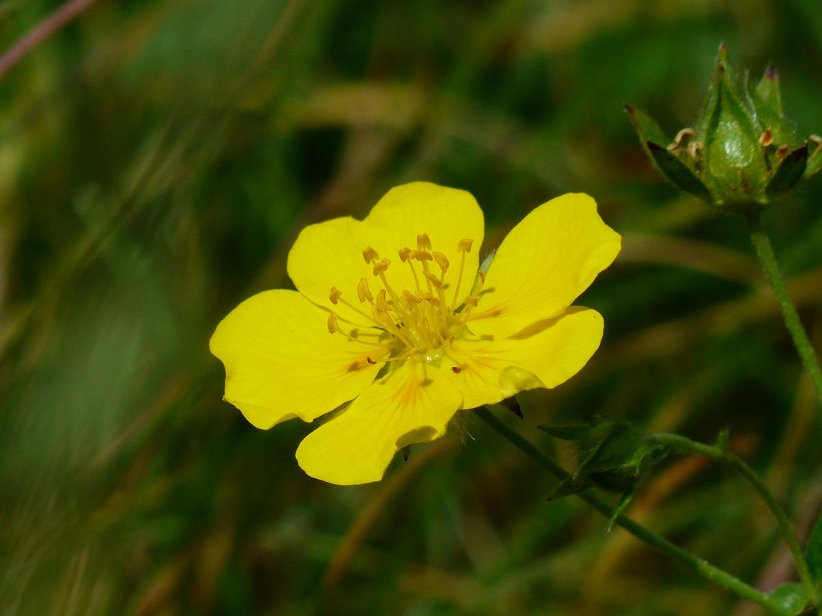 野花组合图片素材_野花组合图片素材下载_野花组合背景素