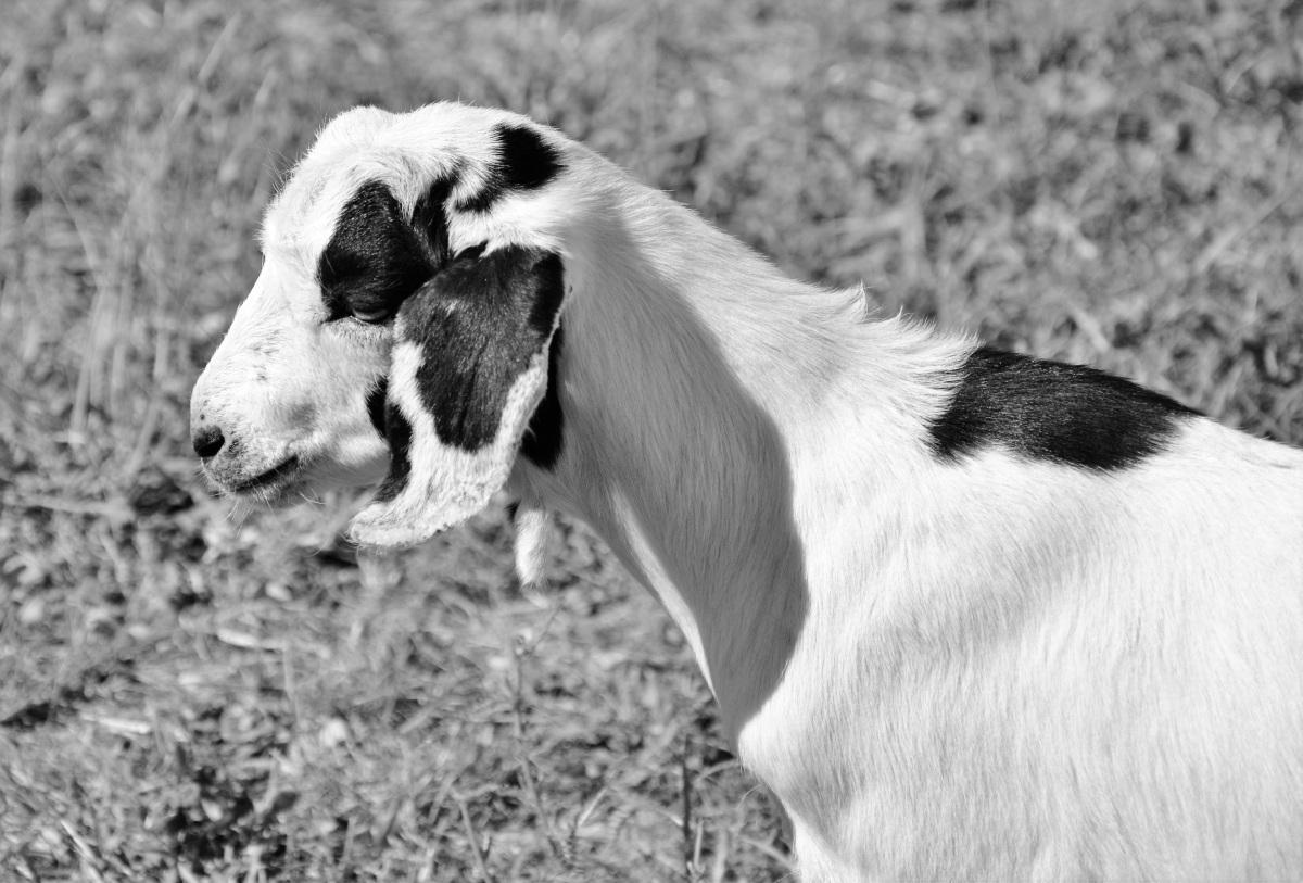 【猴子捞月】图片免费下载_猴子捞月素材_猴子捞月模板