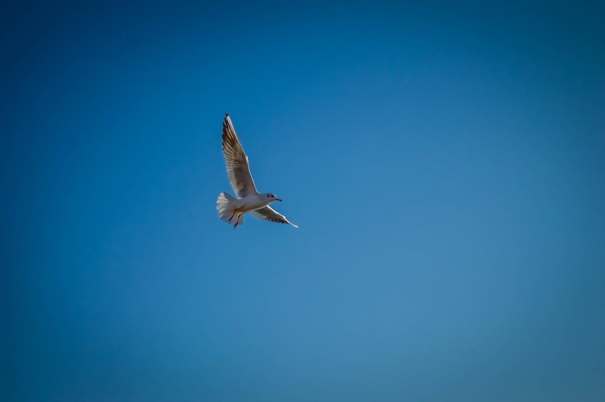 鸢尾兰图片_20张