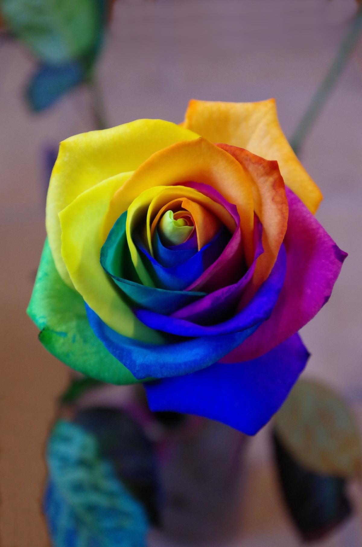 七彩玫瑰全球旅拍的主页