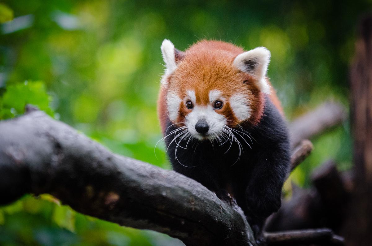 小熊猫香烟图片_小熊猫香烟素材_小熊猫香烟模板免费下载