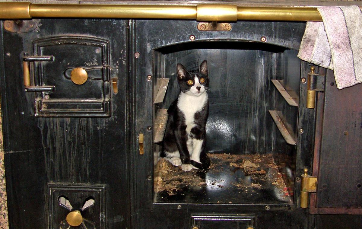 三色猫唯美图片