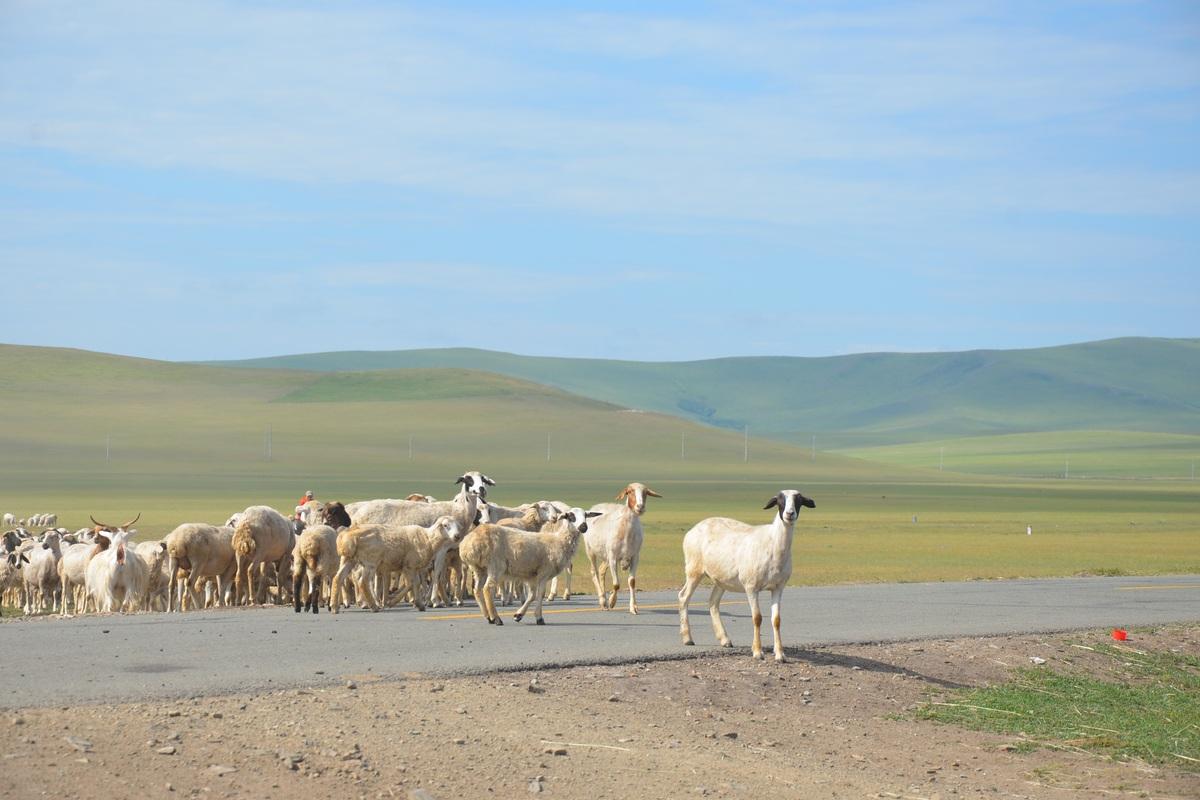 哺乳类素材图片