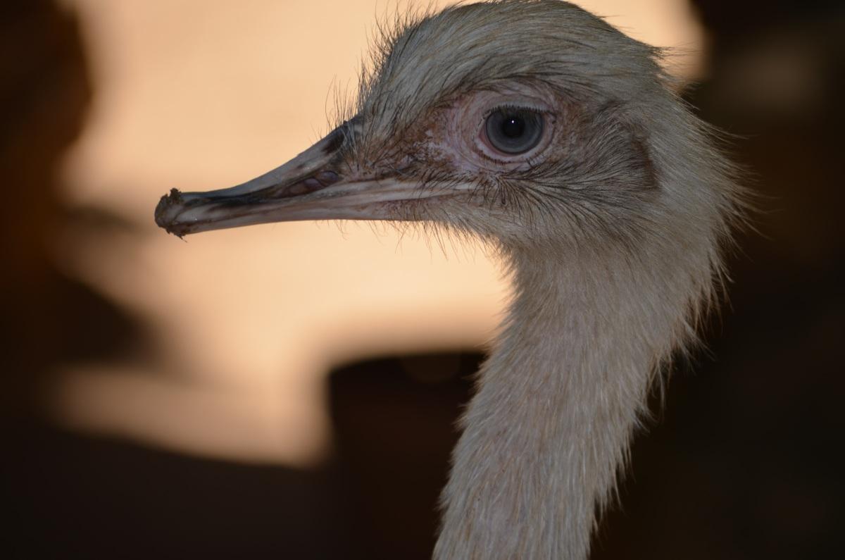 大美洲鸵高清图片