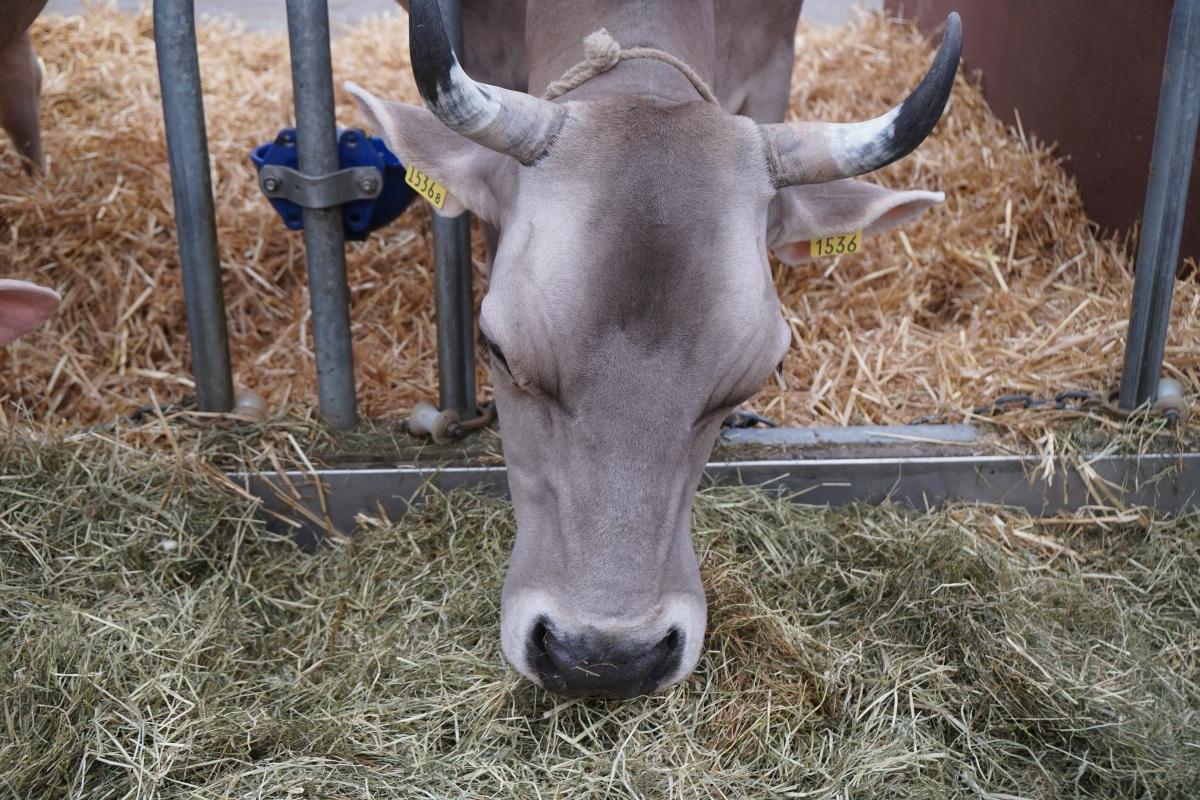 藏野驴,高清图片,动物-回车图片