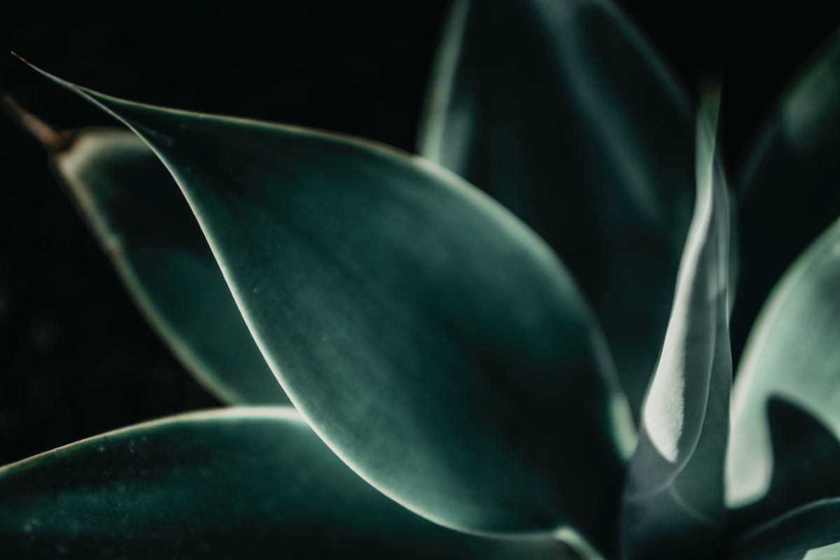 天门冬科图片免费下载