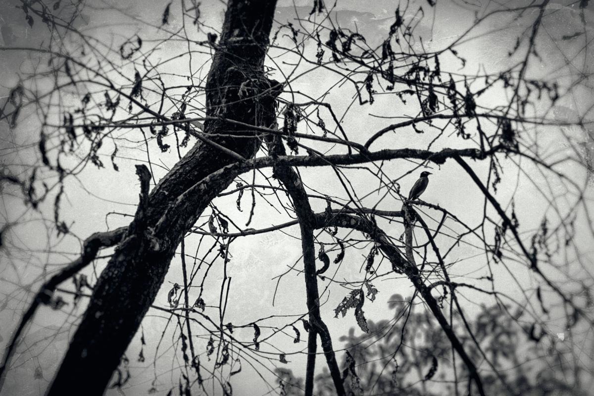 可商用枯枝图片