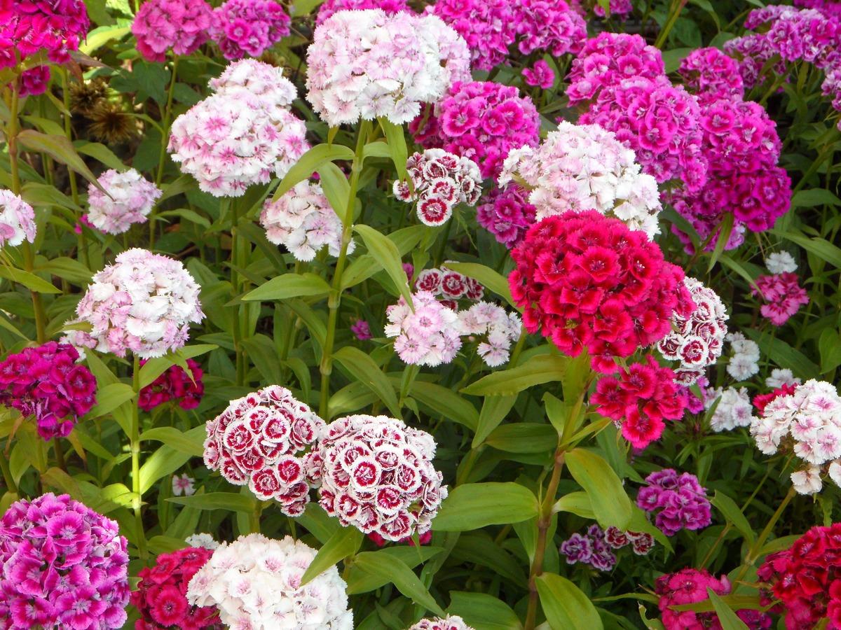 石竹科图片大全_石竹科高清照片、摄影图