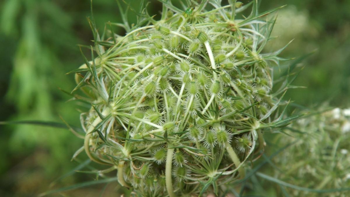 草本植物摄影图片