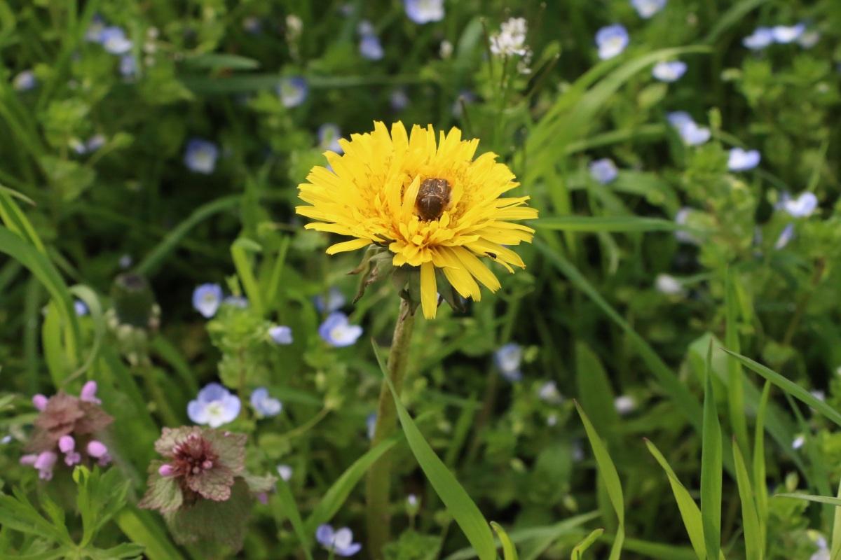 无水印卵叶旋覆花图片