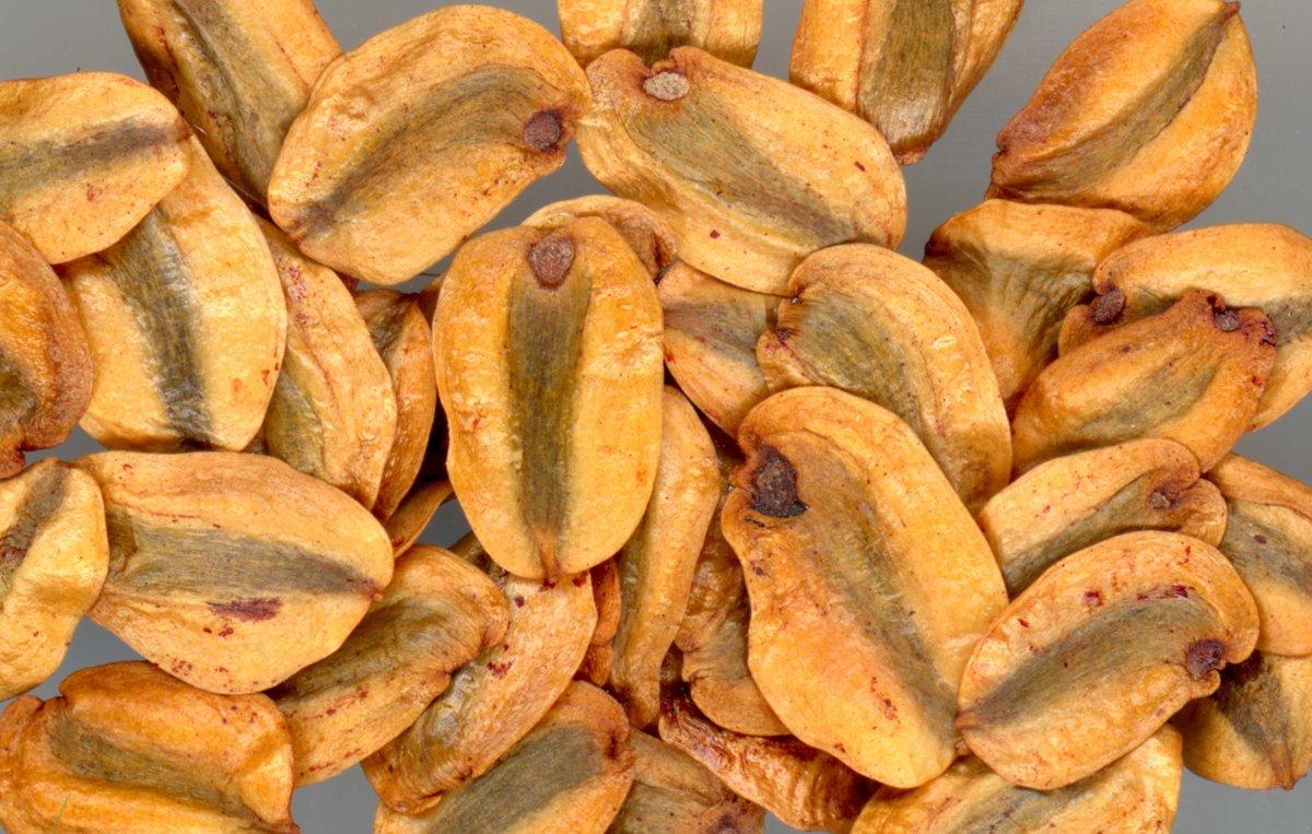 烤玉米图片_10张