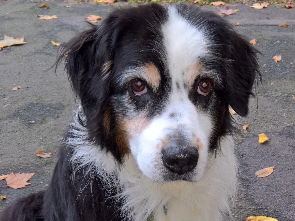 伯恩山犬图片_30张