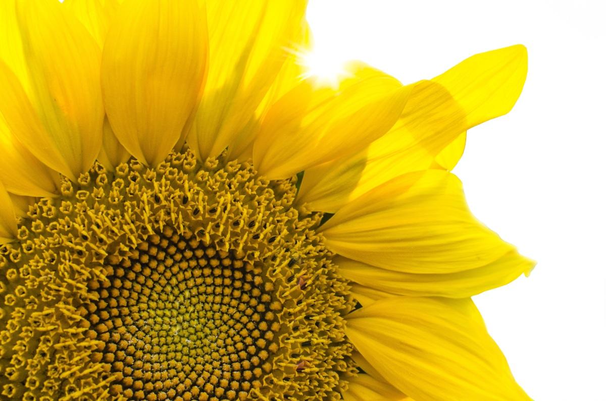 太阳花图片_233张