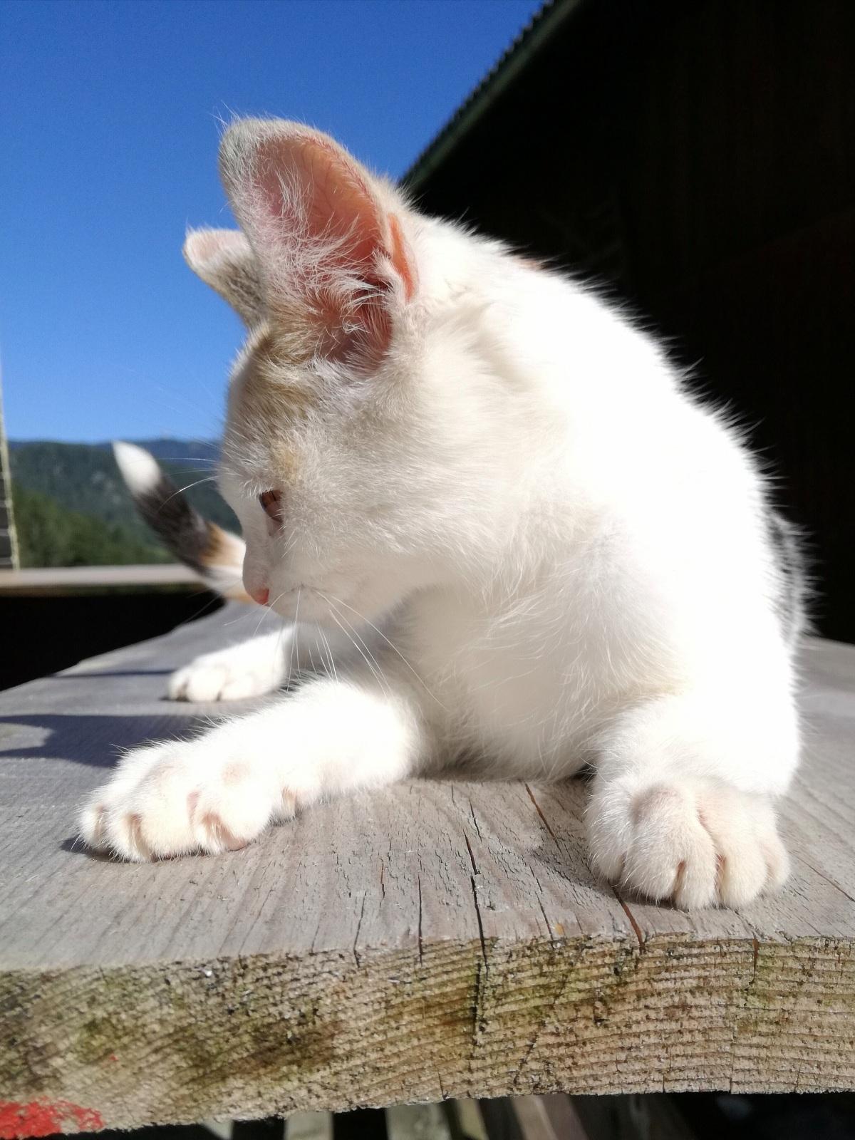 中小型猫科动物摄影图片