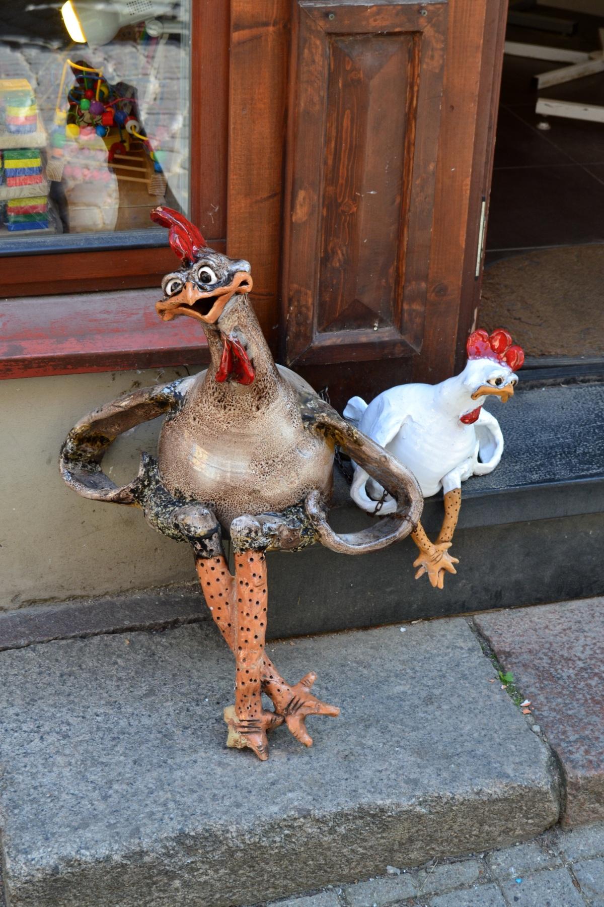 麝香鸭高清图片