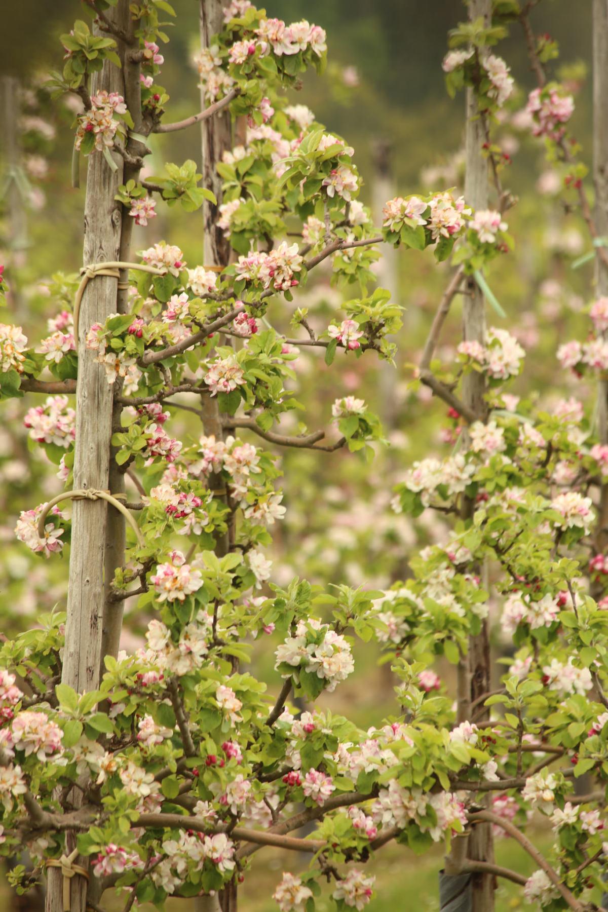海棠花未眠lrx的主页