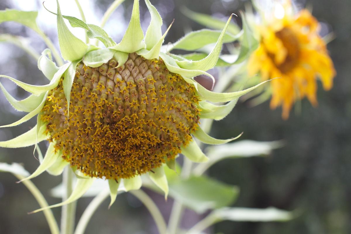 太阳花图片_233张