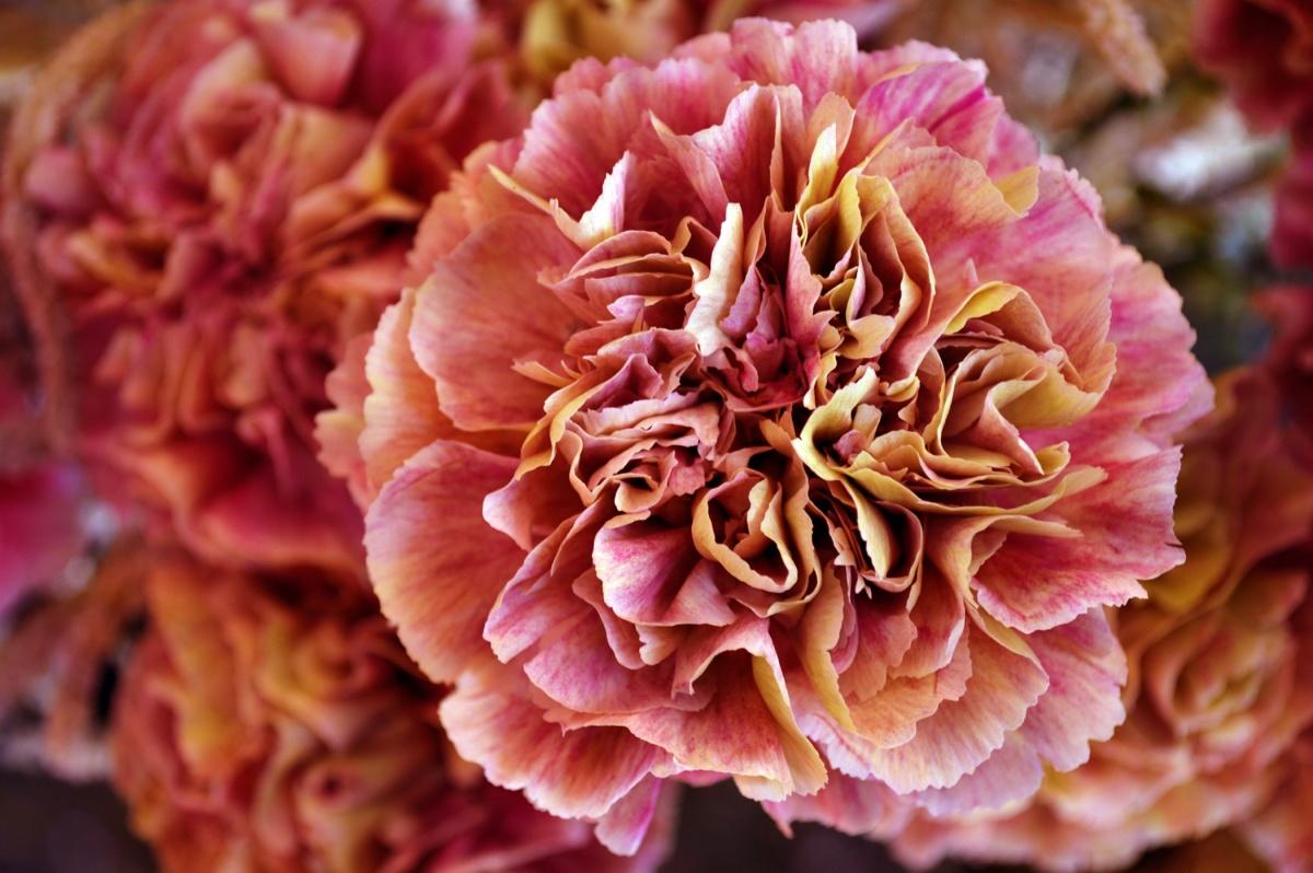 珊瑚菌背景图片