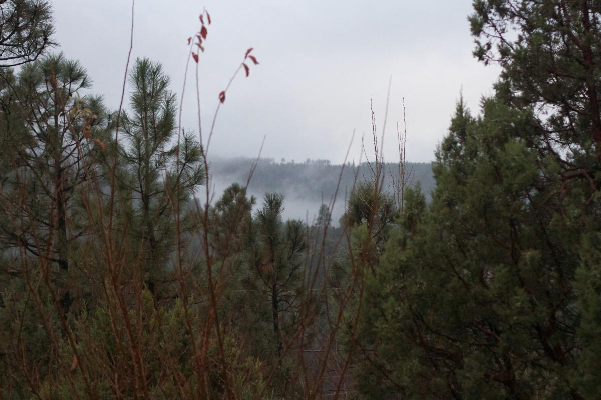 吸血树图片_吸血树素材_吸血树模板免费下载