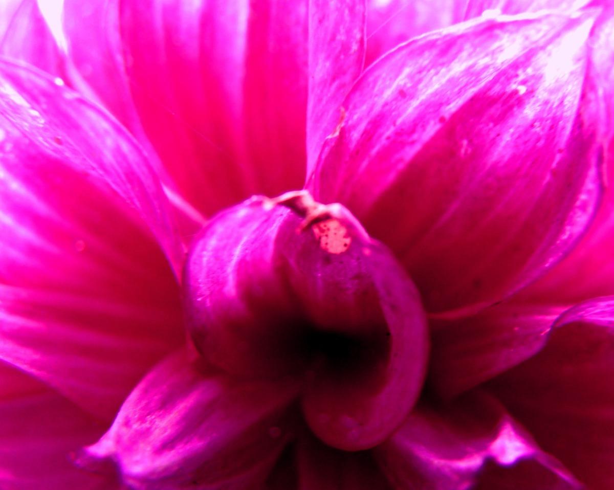 大丽菊图片下载