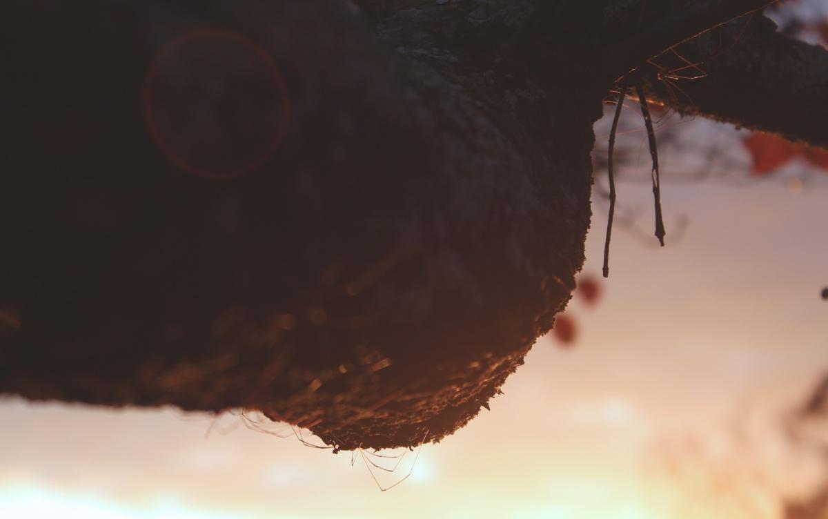 谷仓蜘蛛图片下载