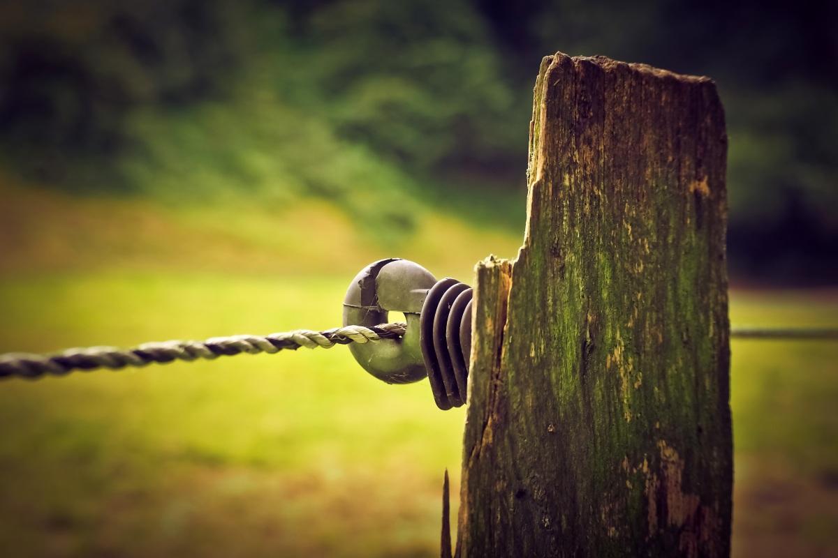 悬钩子图片_悬钩子设计素材