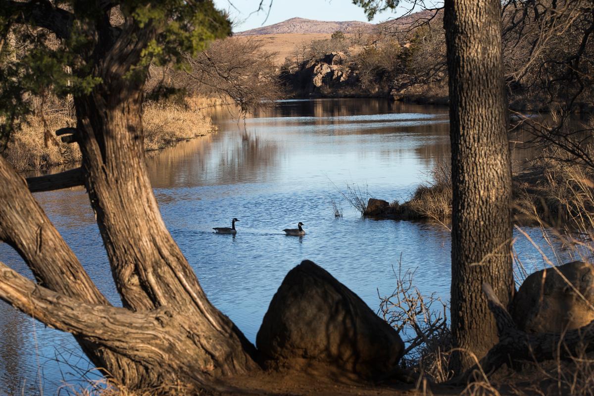 【树獭】图片免费下载_树獭素材_树獭模板