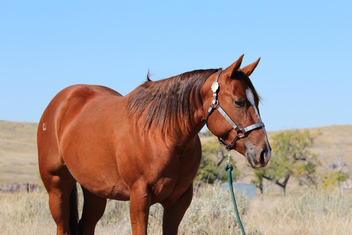 栗色马高清照片