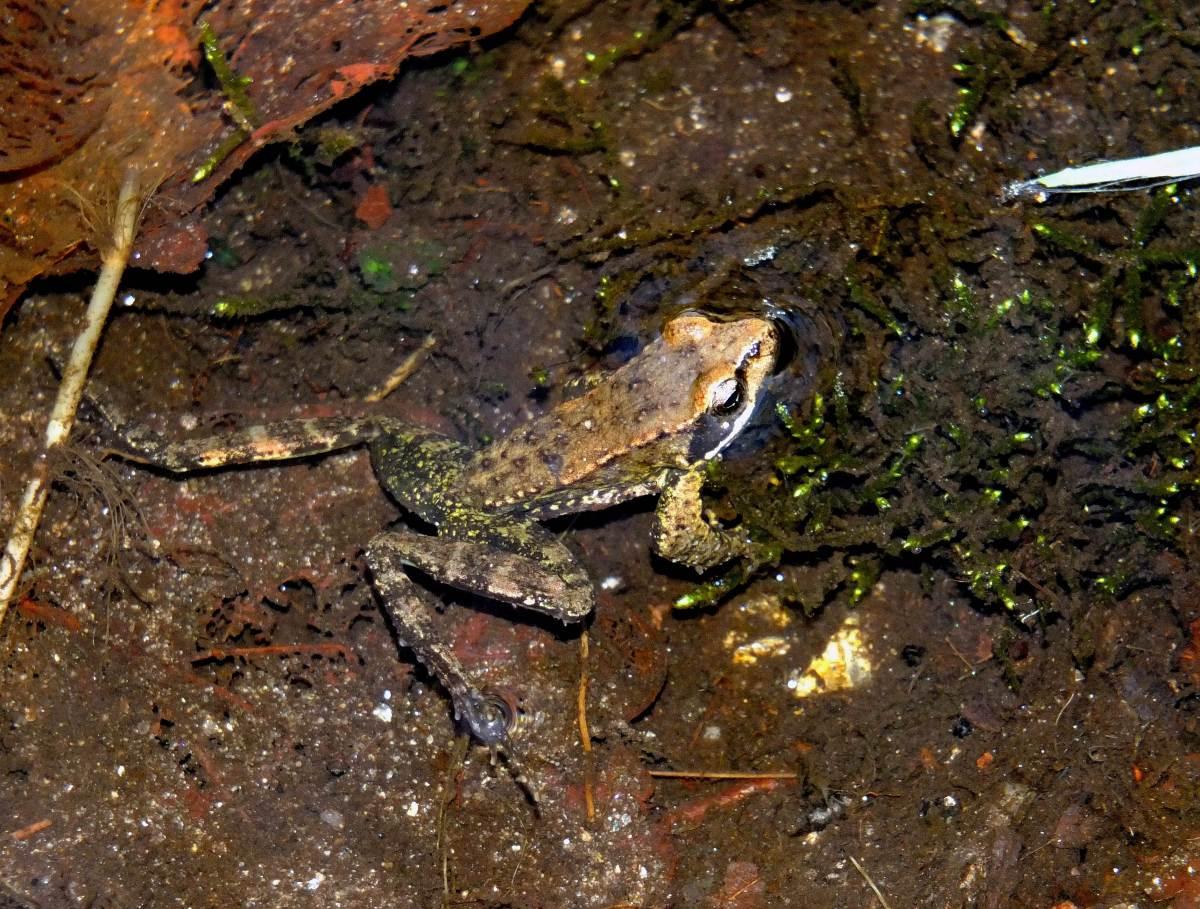 尾蟾图片免费下载