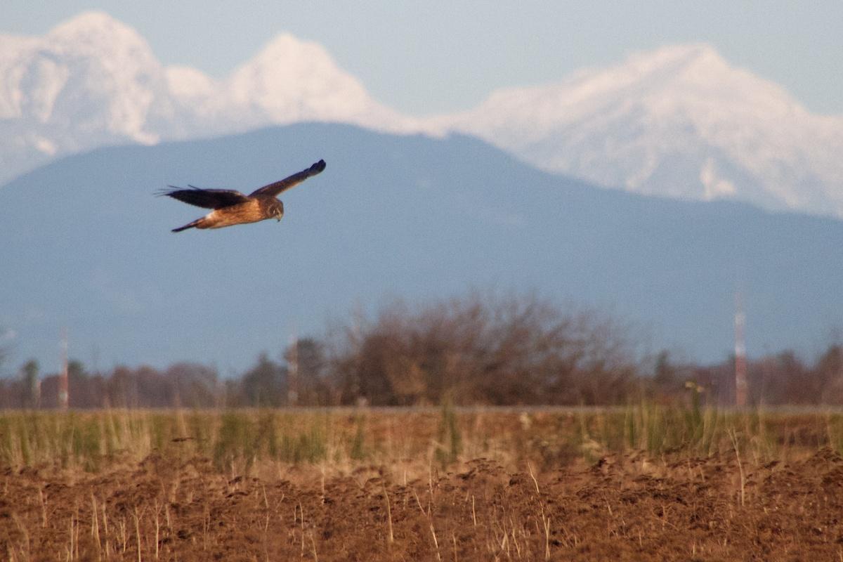 鹞式战斗机壁纸_鹞式战斗机壁纸图片大全_5张