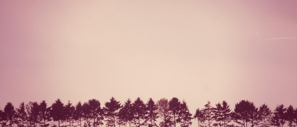 【迷雾森林】图片免费下载_迷雾森林素材_迷雾森林模板