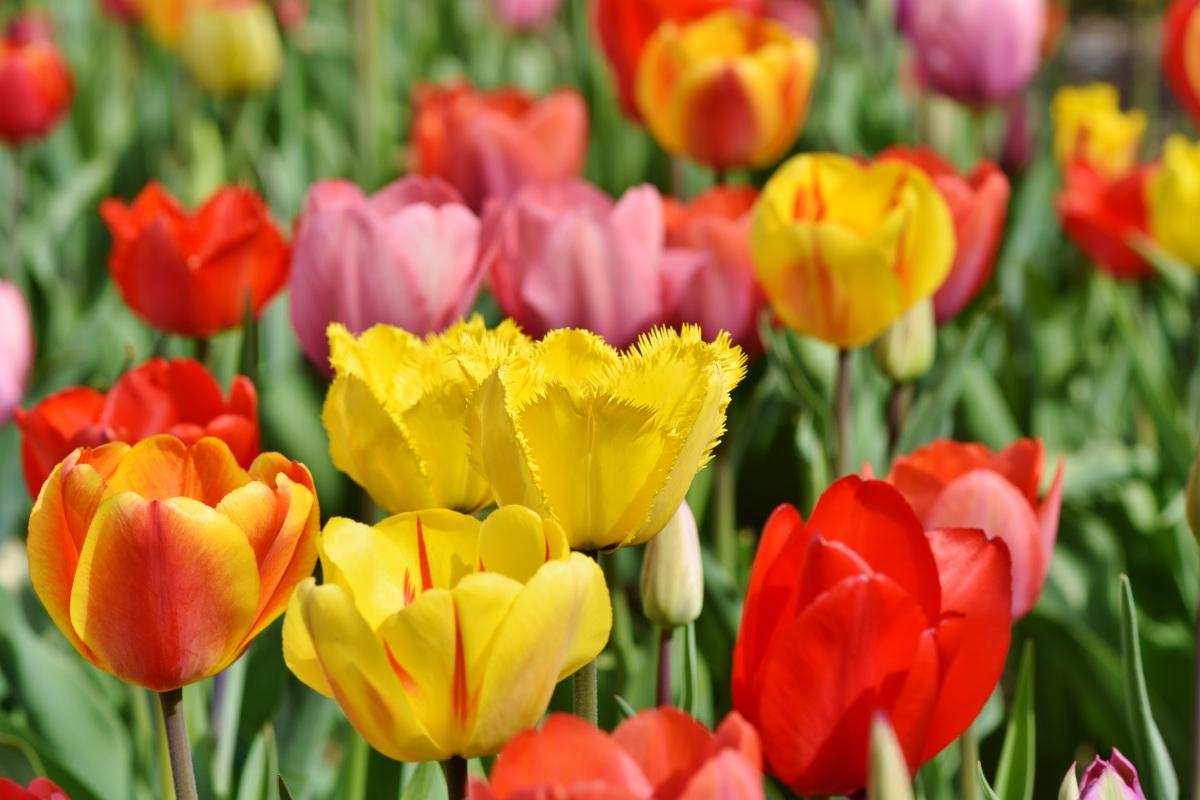 紫颜色的花图片下载