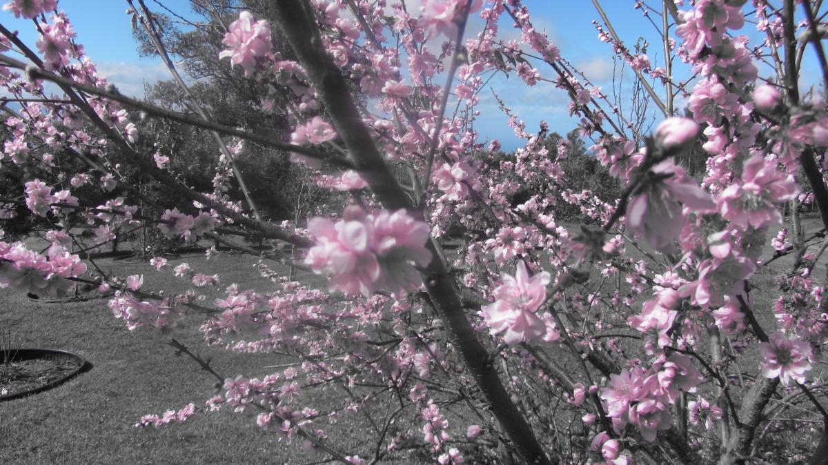 辛夷花图片_19张