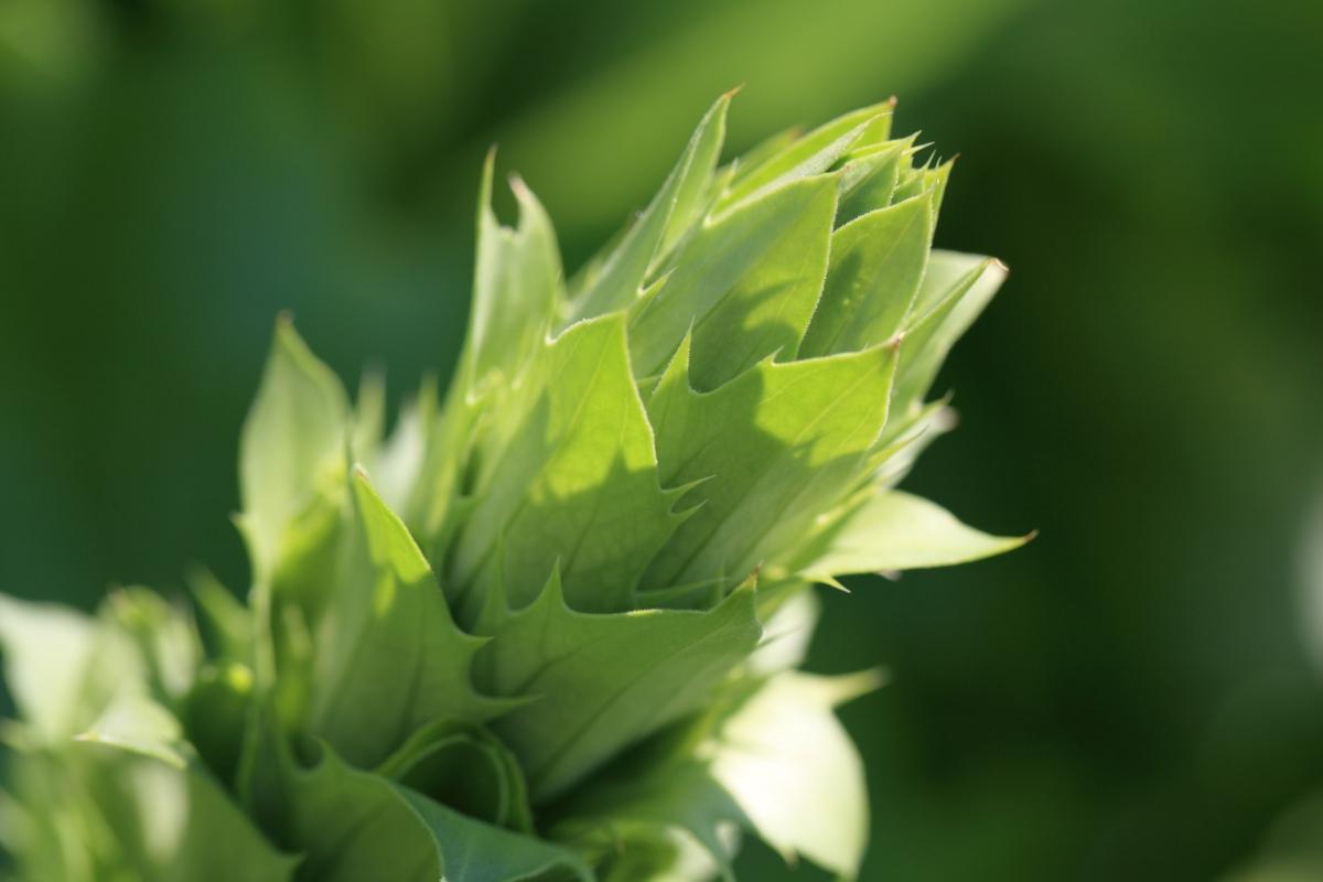 绿叶子高清图片