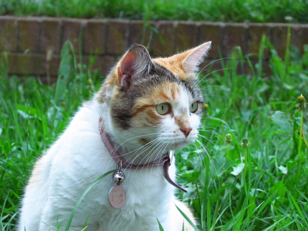 埃及猫_埃及猫PNG素材