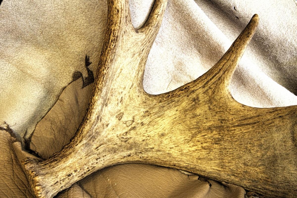 鹿角片高清图片下载