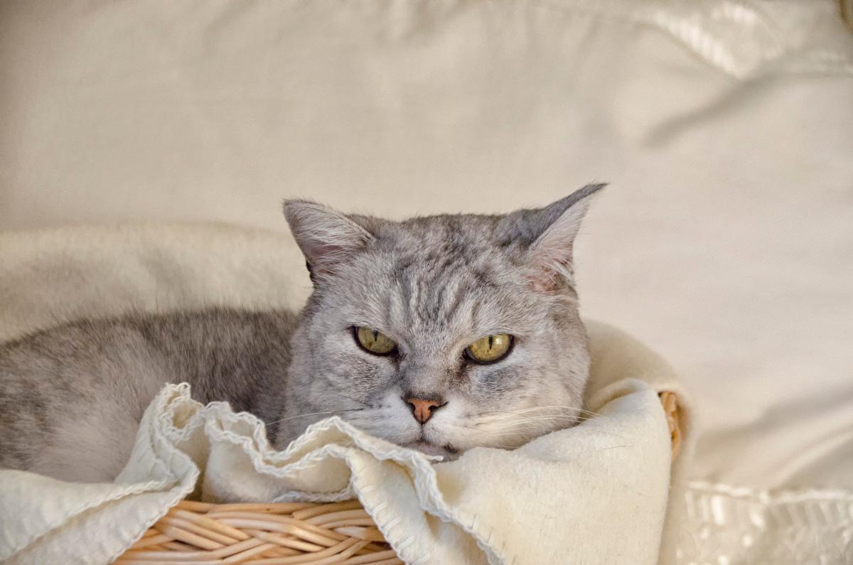 英国短毛猫图片_15张