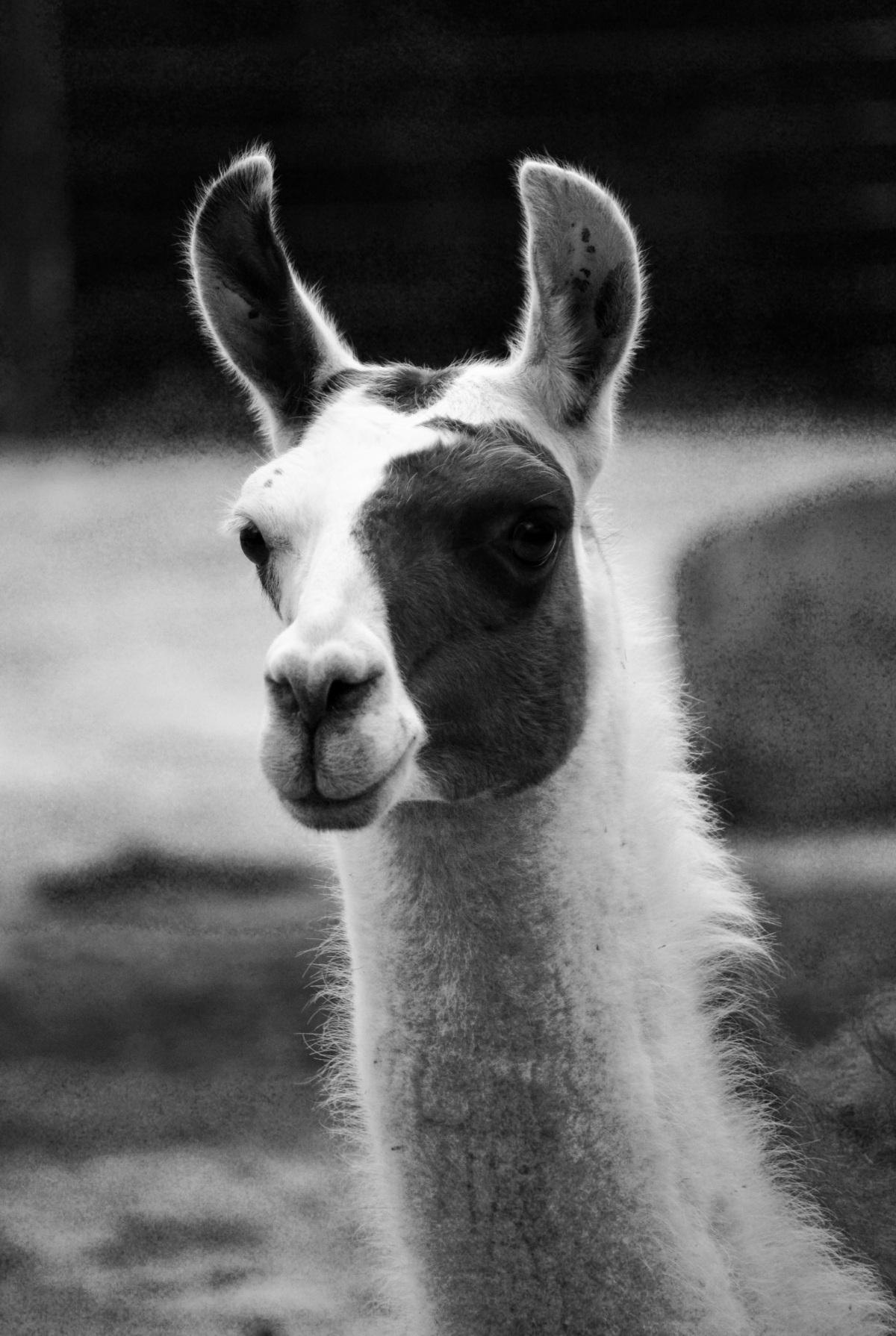 美洲驼图片_0张